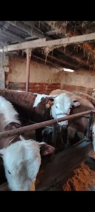 Продам бычков 19 штук