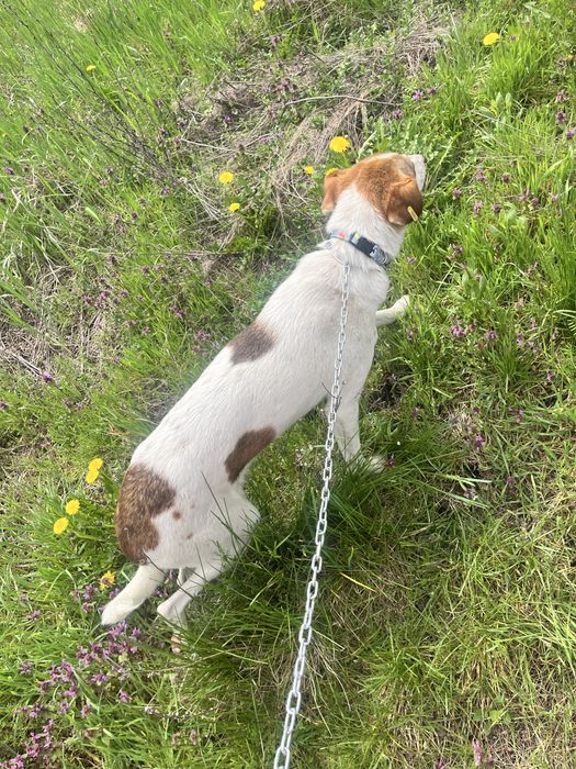 Подарява се мъжко куче