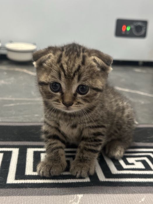 Продам котят пародистых