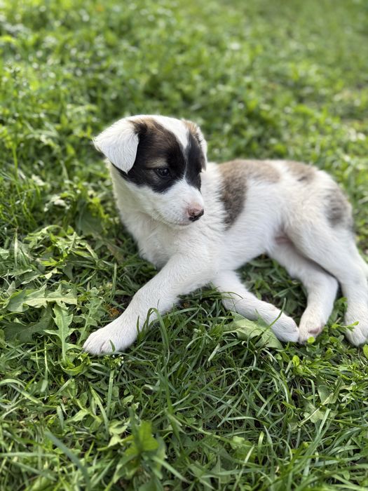 Щенки, дворняжки