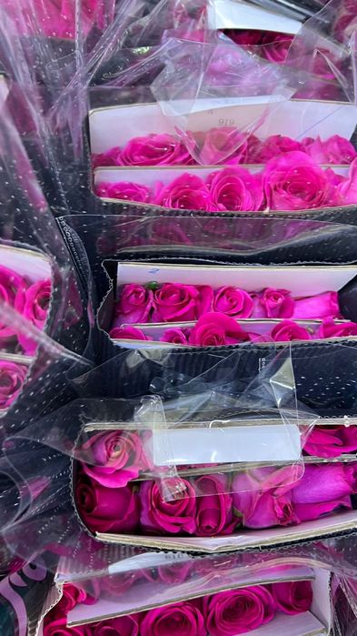 Роза   550 тг штук