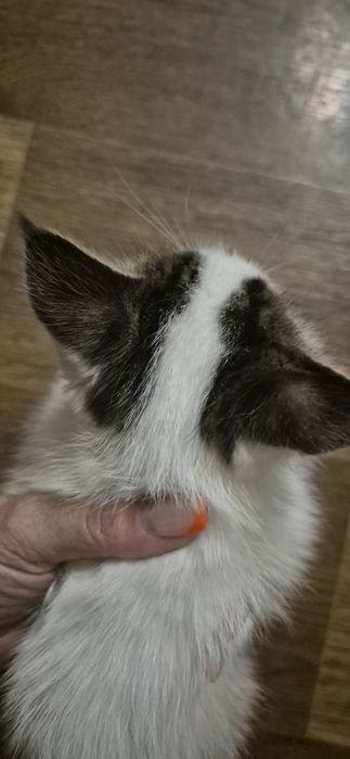 Кошечка 2 месяца