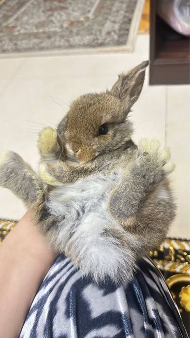 Продаётся милый кролик