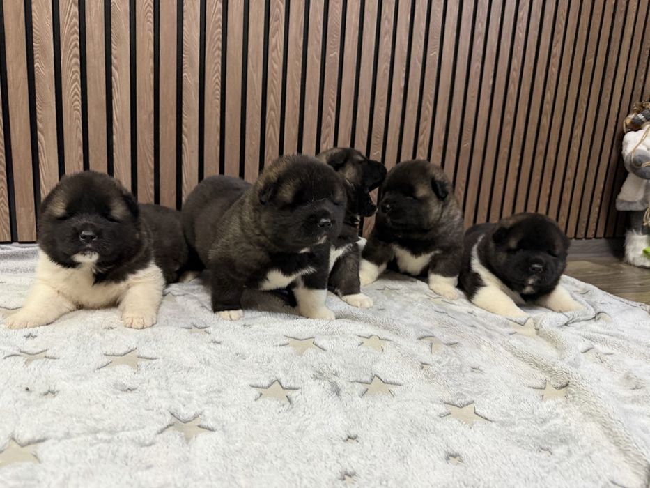 Американская Акита