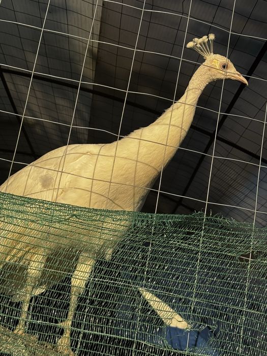 Pauni diferite culori