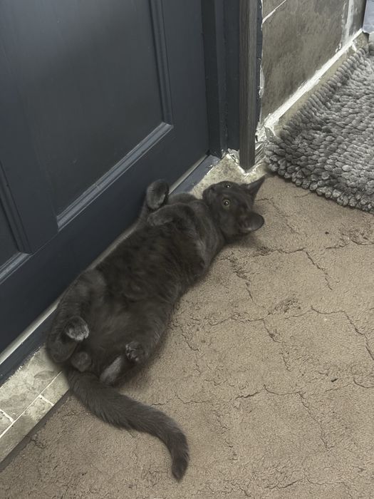 Отдам кошку и кота