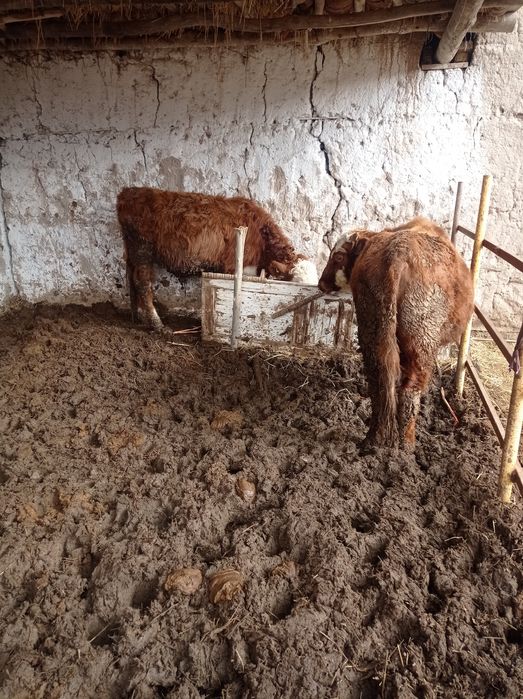 соглам зотли ва месни сигир боласи укизча хамаси сотилади