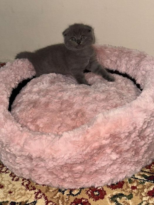 Продаются котята