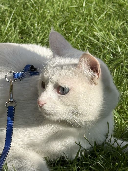 Turk angora srochni sotladi
