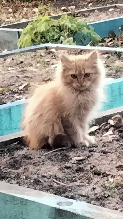 Котята бесплатно