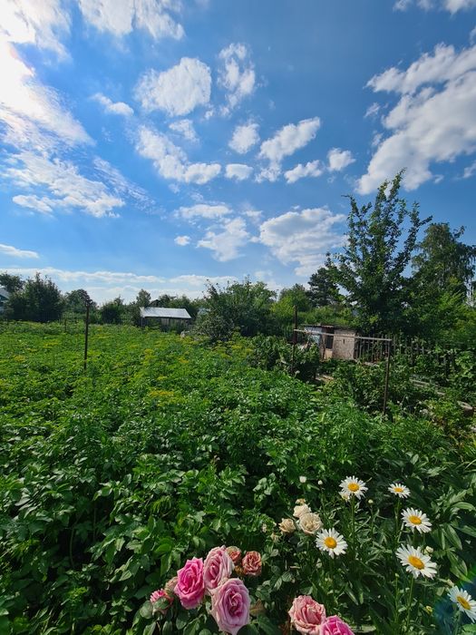 Продам дачу в дачном обществе Ромашка