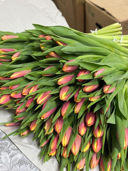 Крупные тюльпаны от 450тг