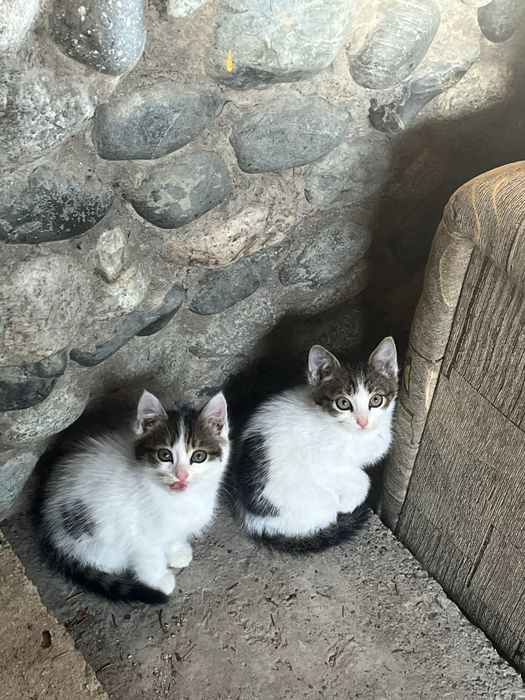 Отдам котят в добрые руки
