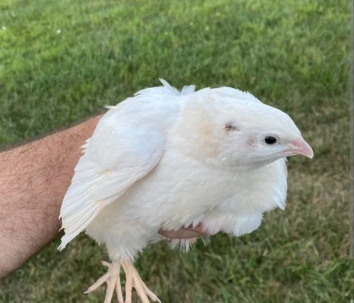 Bedana joʻjalari sotiladi, Texas beliy gigant