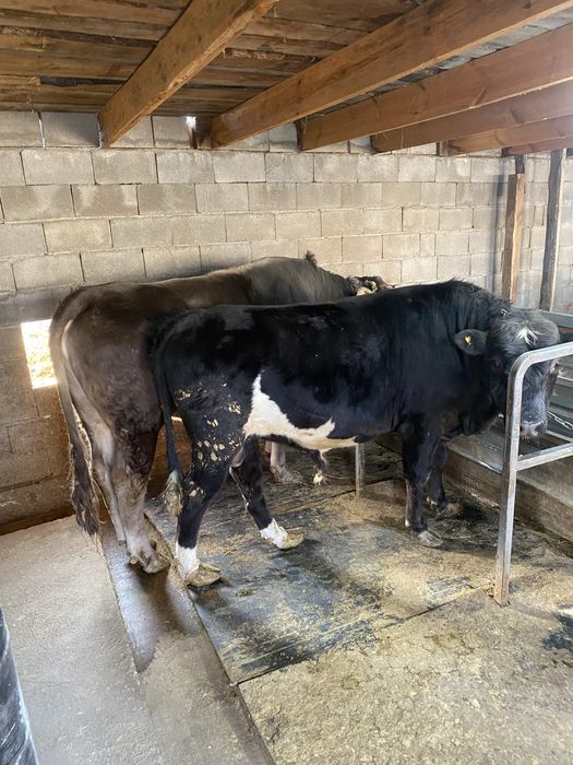 Быки Алатауская порода