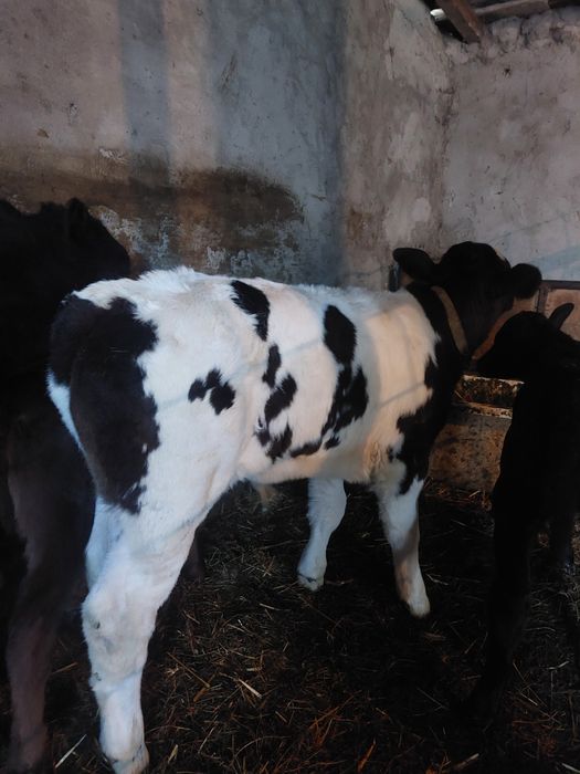 De vânzare 4 viței