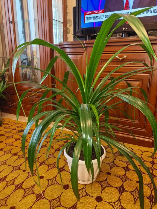 Пальма Панданус комнатное растение