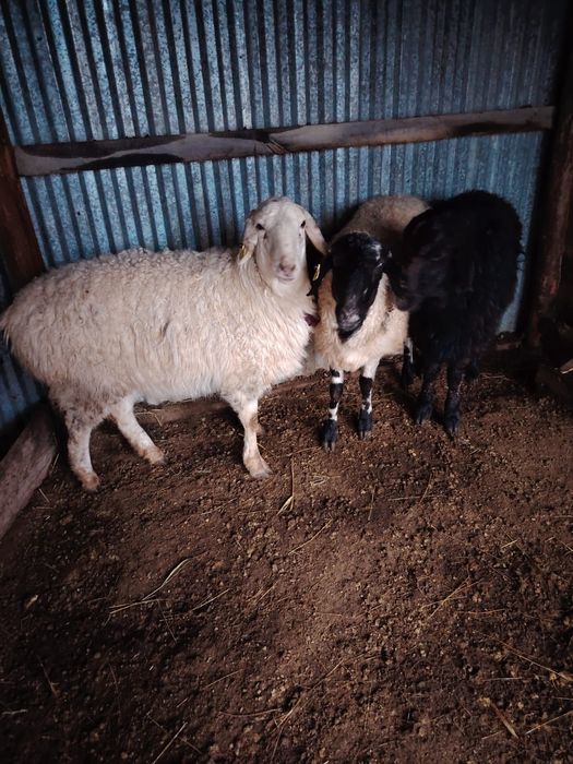 Токтылар сатылады