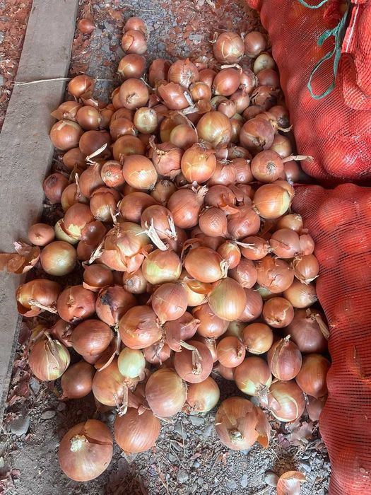 Лук репчатый хорошего качество