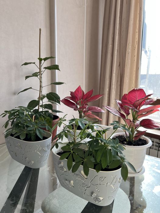 Продам комнатные цветы недорого