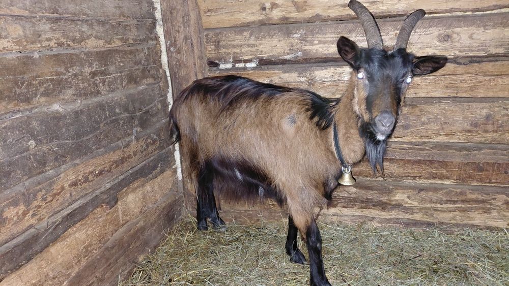 Vand capra alpina franceza