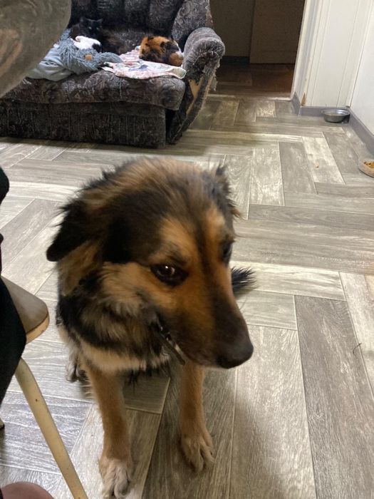 Собака девочка ищет дом ! Костанай!