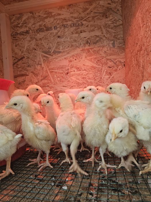 Pui  Sussex New hampshire