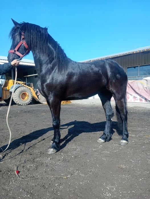 De vânzare două mânze friz