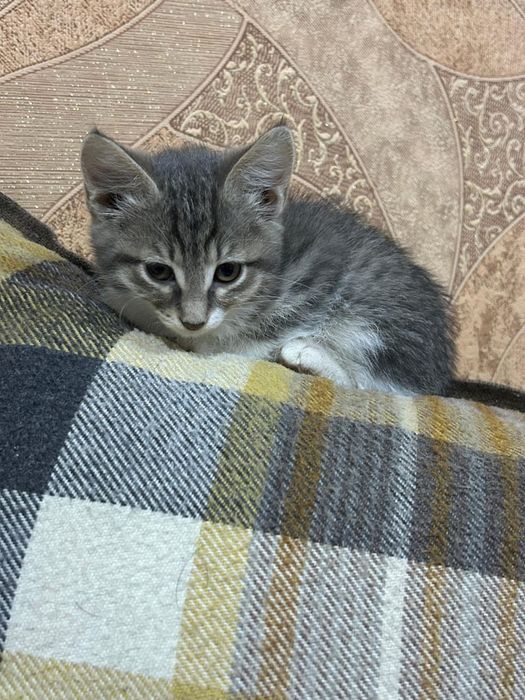 Котёнок девочка два месяца