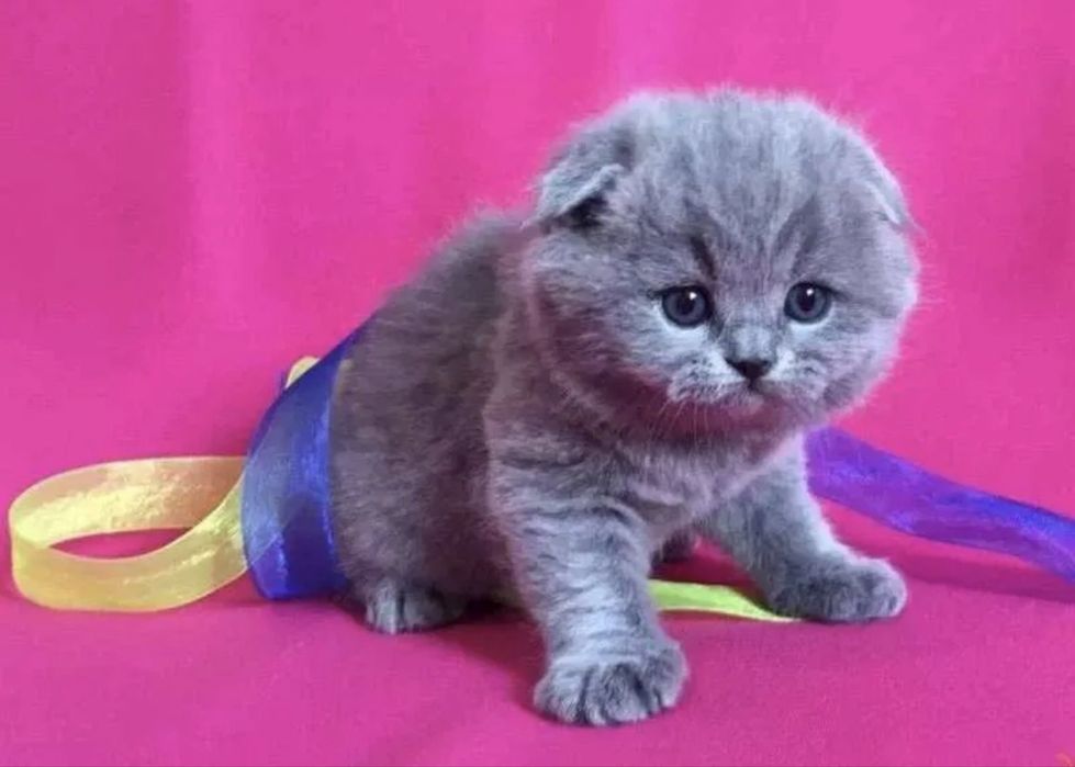 Scottish fold mascul