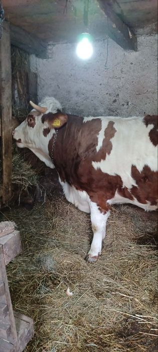 Vind jurinca la prima fătare