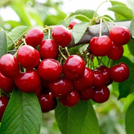 Pomi fructiferi clasici soiuri de  vișin