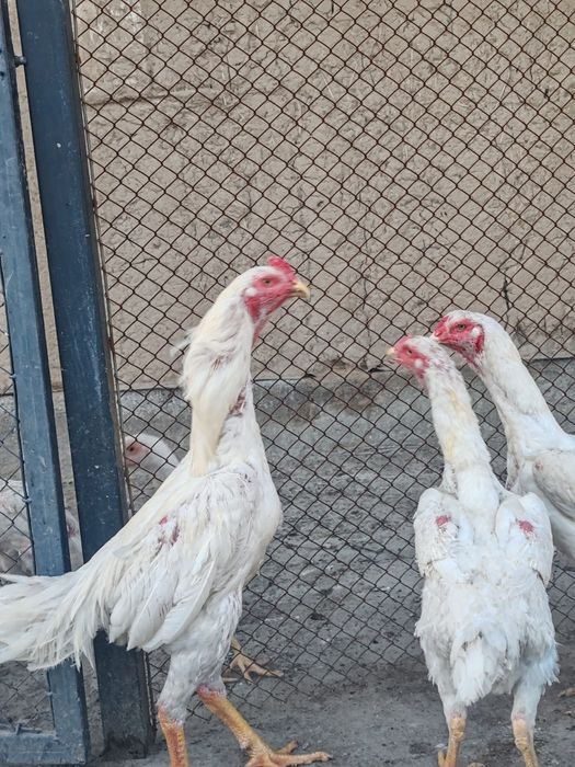 Продам куры о  шамо