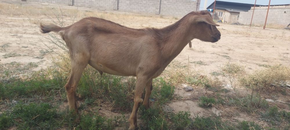 Козел породистый