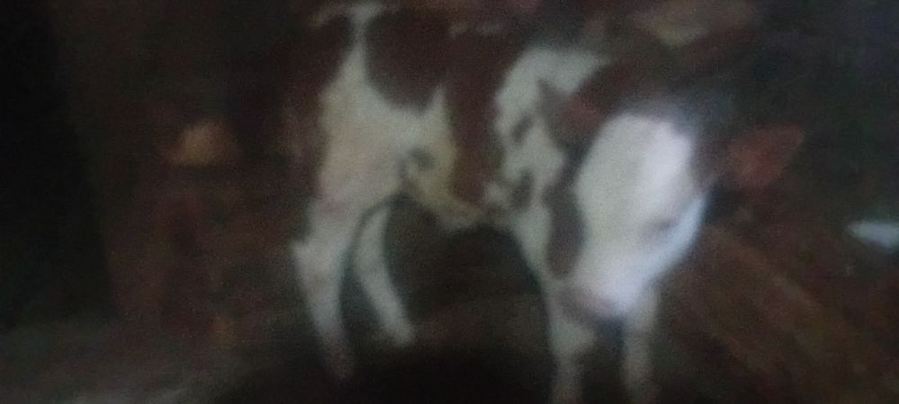 Vind vacă baltata românească de 7 ani cu vitel de 3 săptămâni