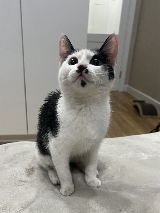 Отдадим котенка девочку в добрые руки