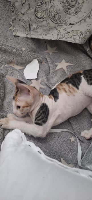 Милые котята донского сфинкса