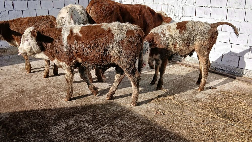 Vand 5 vitei baltati