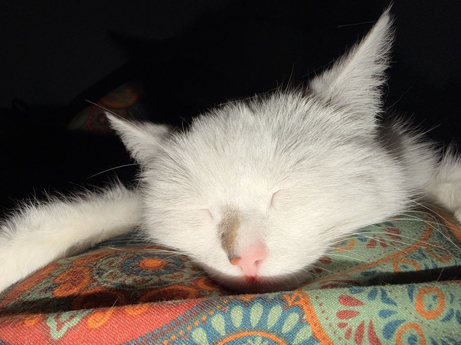 Отдам кошку белая