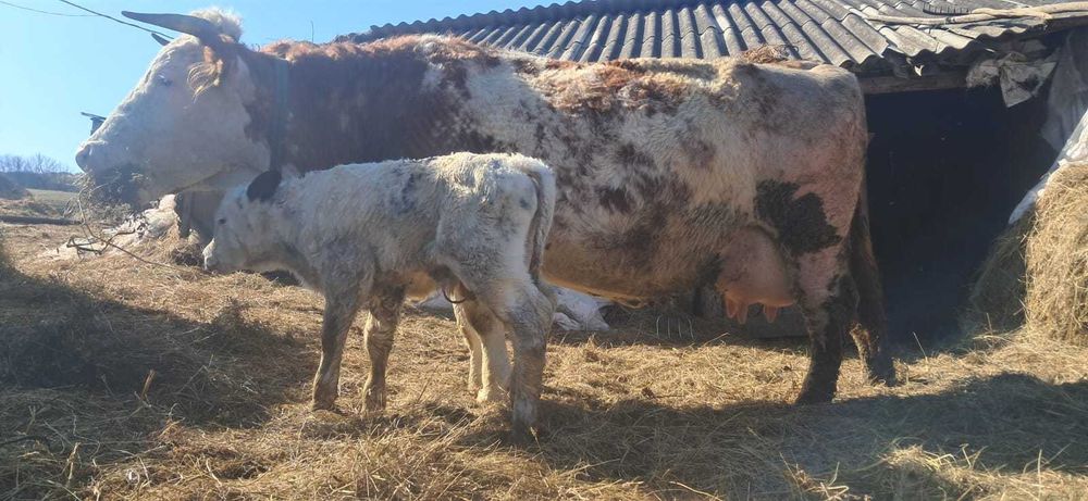 Vacă cu vitel belgian mascul
