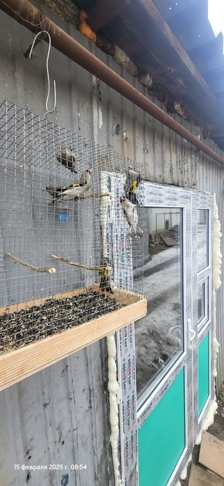 Щеглы птицы продаются