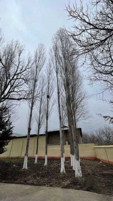 terkak sotiladi srochna