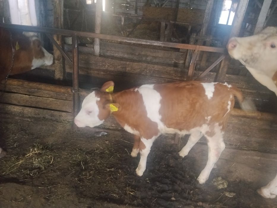 Vând 2 vaci una cu vițel