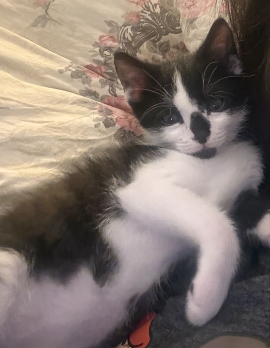 Котенце за осиновяване