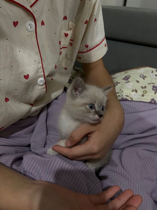 Сиамский котенек