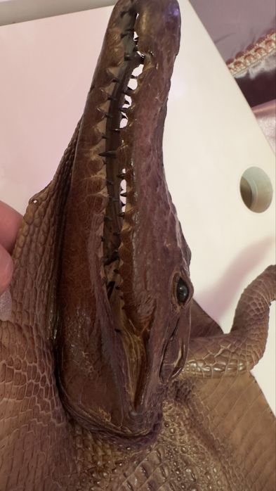 Крокодильчик  новый