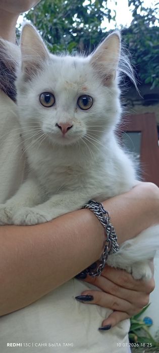 Котята в добрые ручки