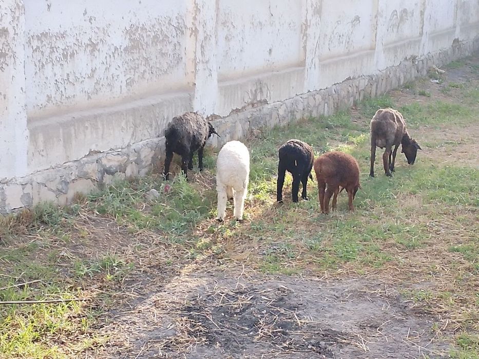 Ona-bola qo'ylar sotiladi