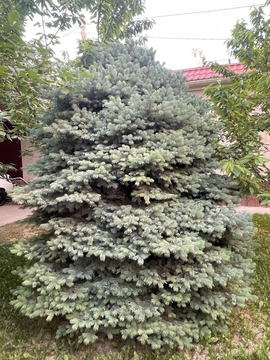 Бельгийская голубая ель