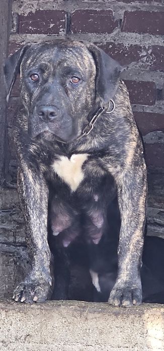 Куче Dogo Canario